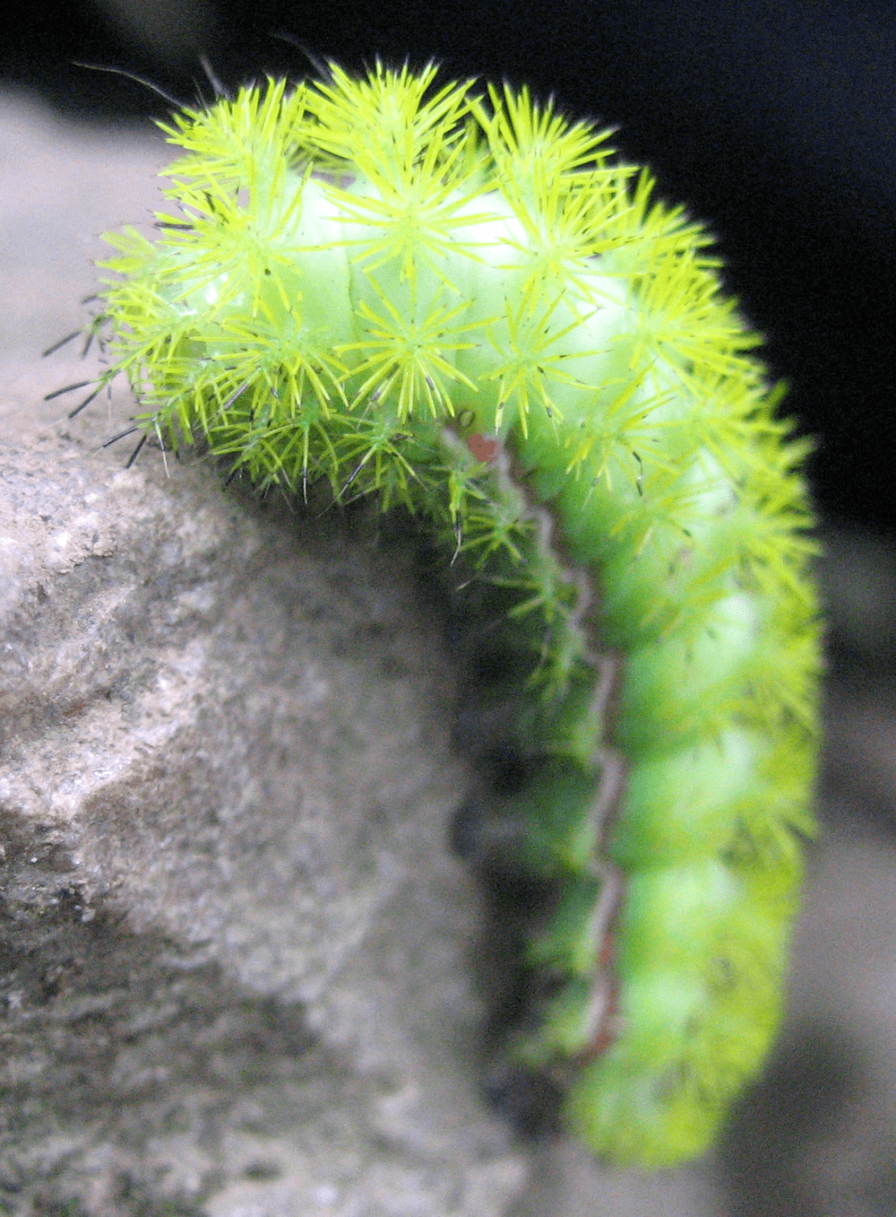 The caterpillar of the io moth ( Automeris io )
