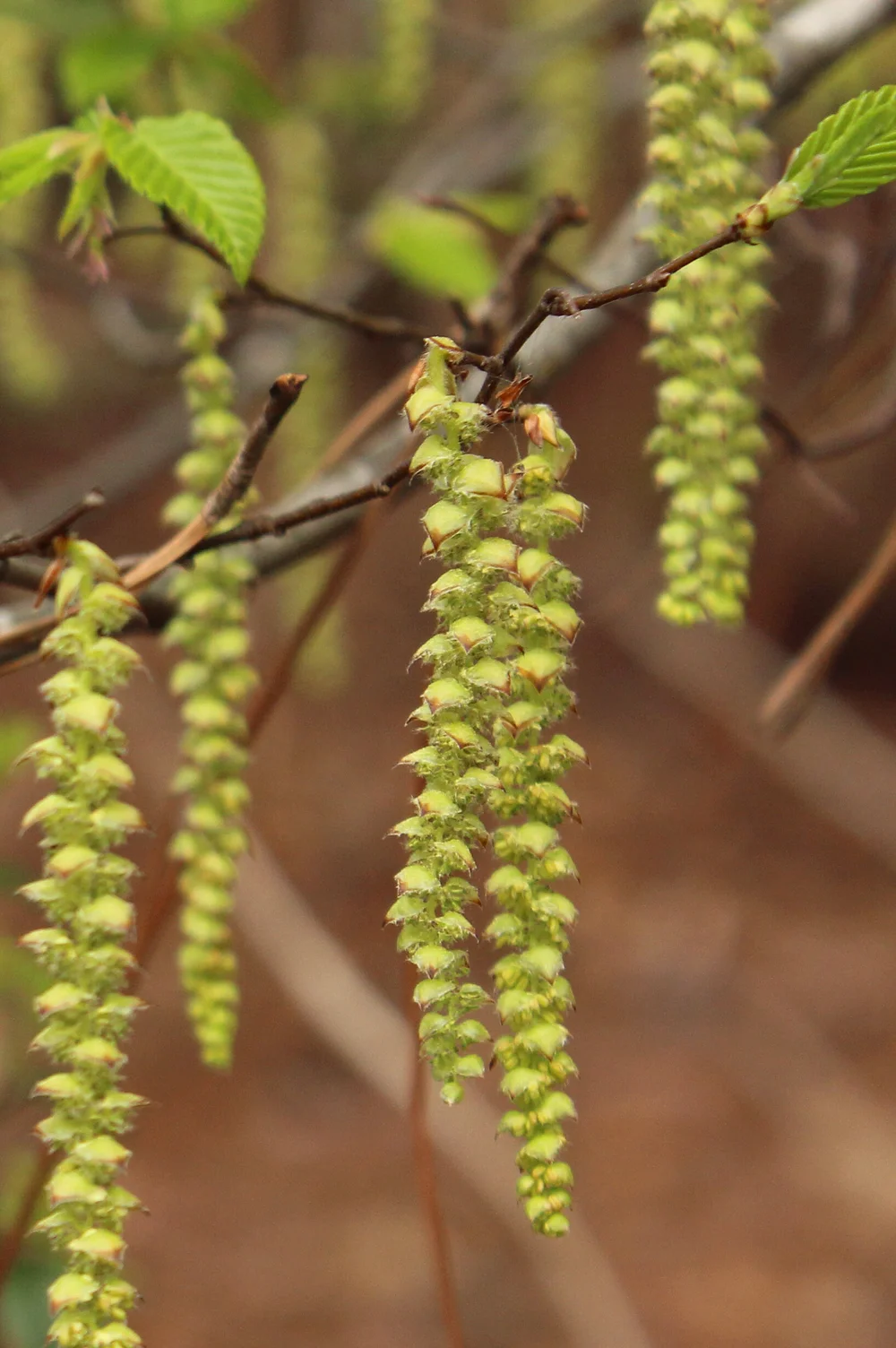 The male flowers of Carpinus caroliniana.