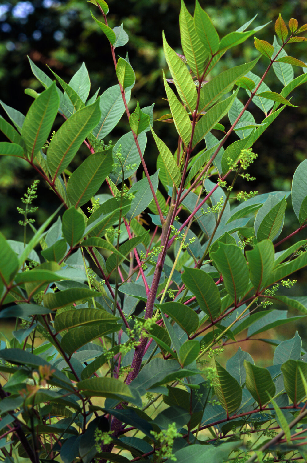 A Closer Look at Poison Sumac — In Defense of Plants