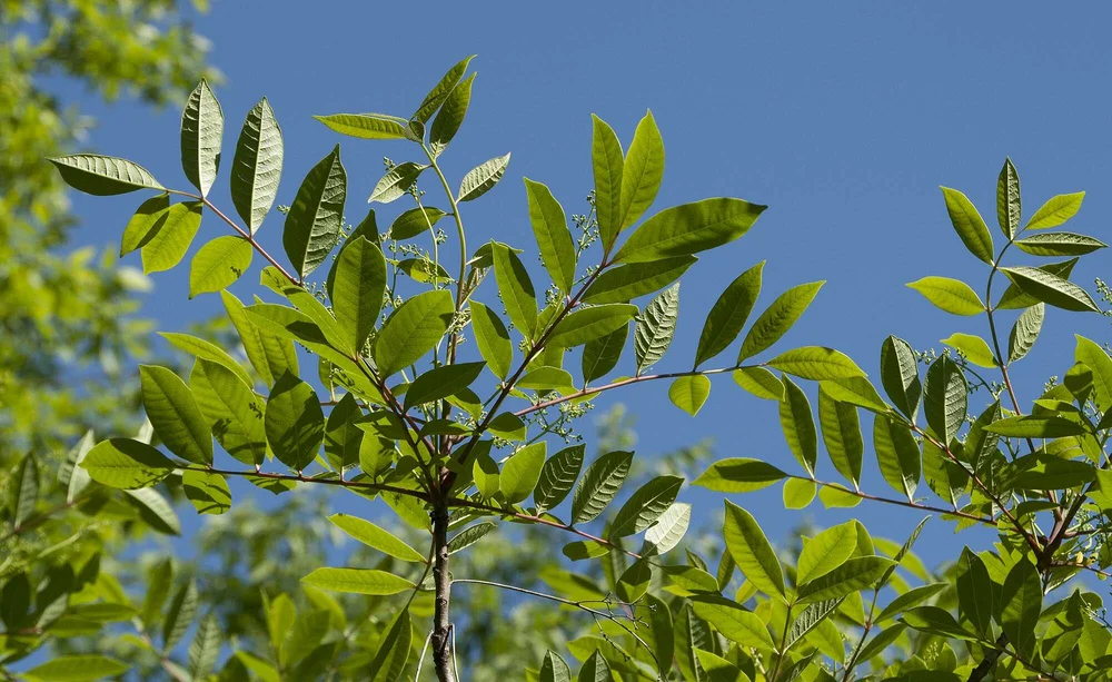 Poison_sumac_June2013.jpg