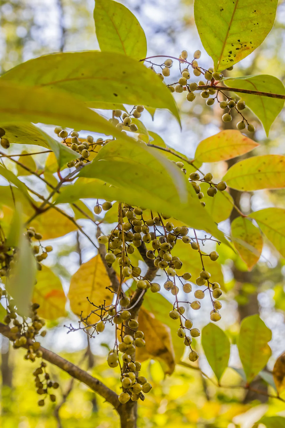 Poison sumac fruits are an easy way to tell this tree apart from other sumacs because they produce white-ish fruits, rather than red.