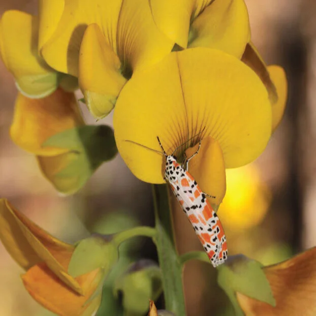 Ep. 251 - A Florida Moth Keeping Invasive Species in Check