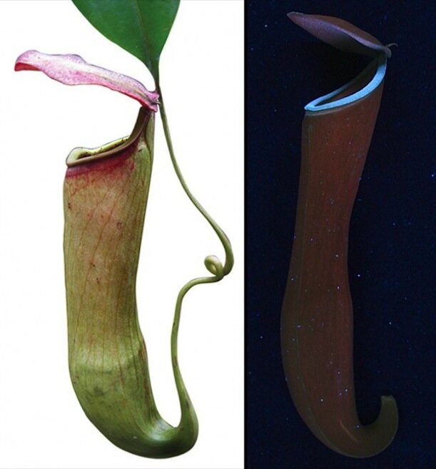 pitcher-plants-5.jpg
