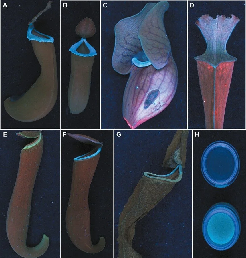 Pitchers of (A)  Nepenthes ventricosa ; (B)  N. gracilis ; (C)  Sarracenia purpurea  with natural damage; (D)  S. oreophila ; (E)  N. khasiana  unopened pitcher, with lid opened; (F)  N. khasiana  opened pitcher; (G) top portion of near‐dead  N. khasiana  pitcher; (H) digestive fluids of  N. ventricosa  unopened pitcher (top) and opened, prey captured pitcher (bottom).