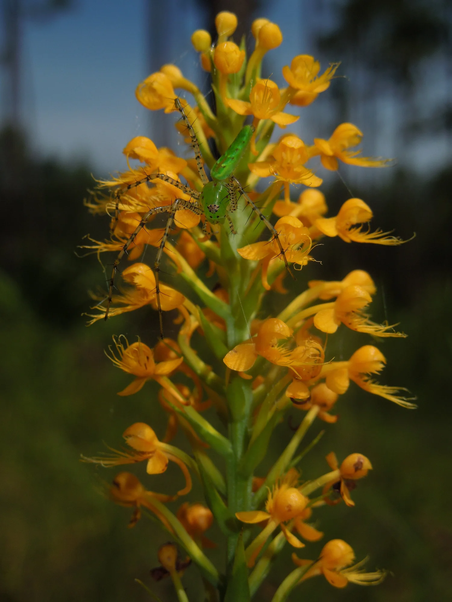 Ep. 252 - Plant Conservation at a Zoo