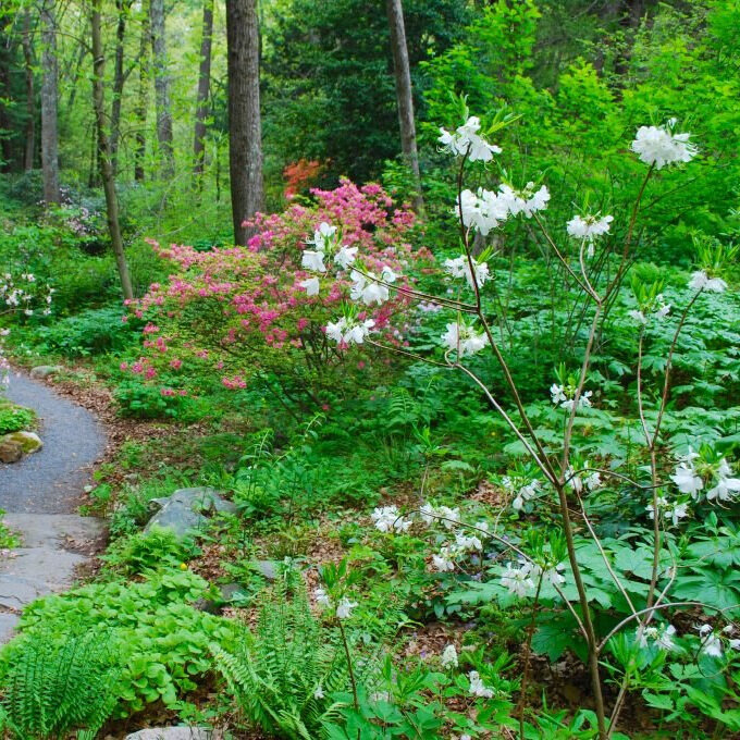 Ep. 254 - Native Plant Trust