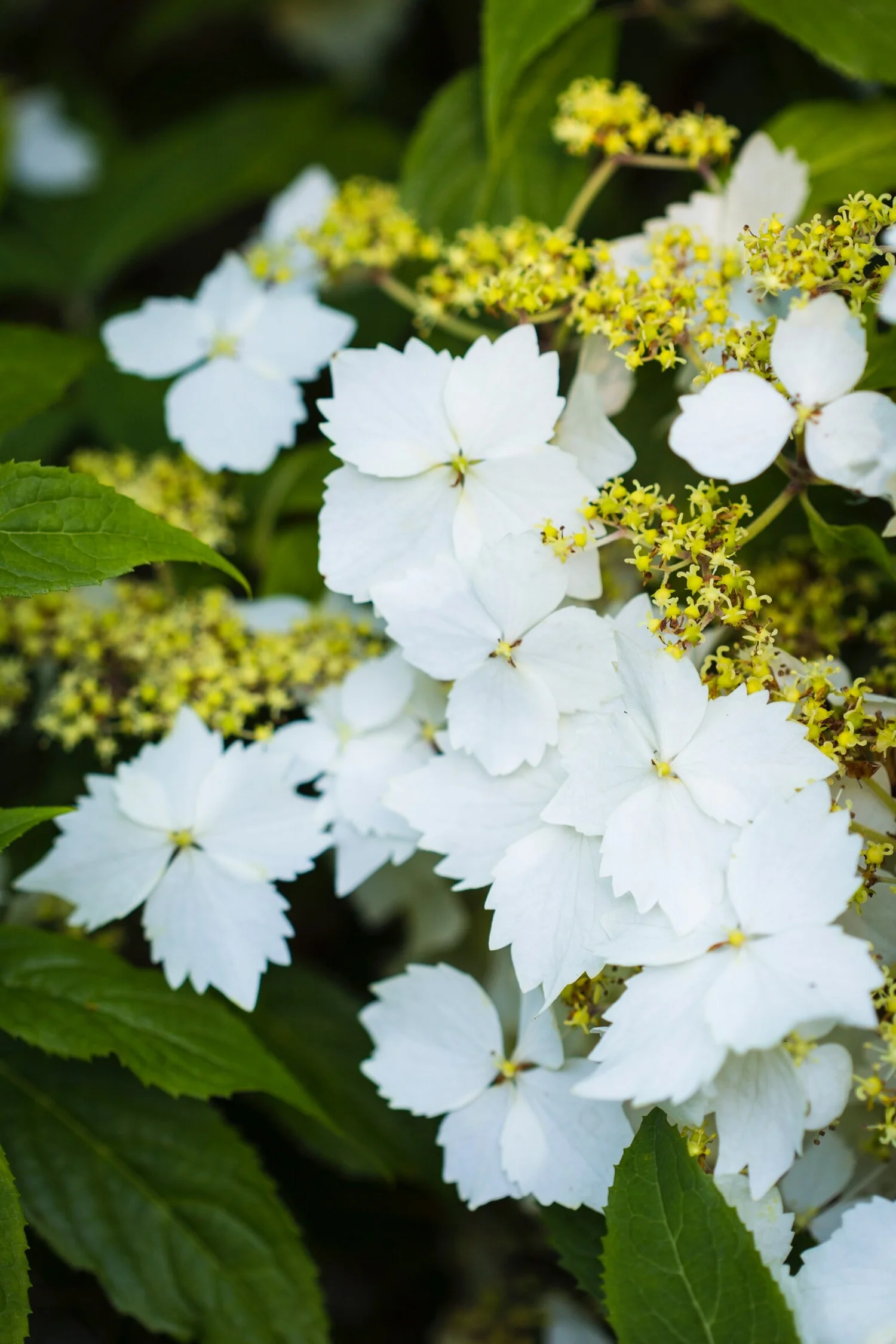 Ep. 255 - Wild Hydrangeas of the World