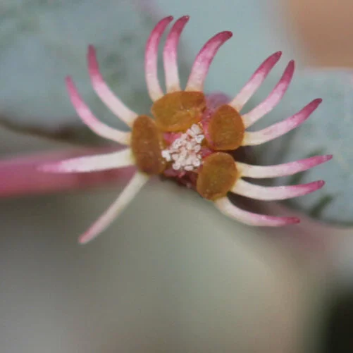 Ep. 256 - Spurge is the Word