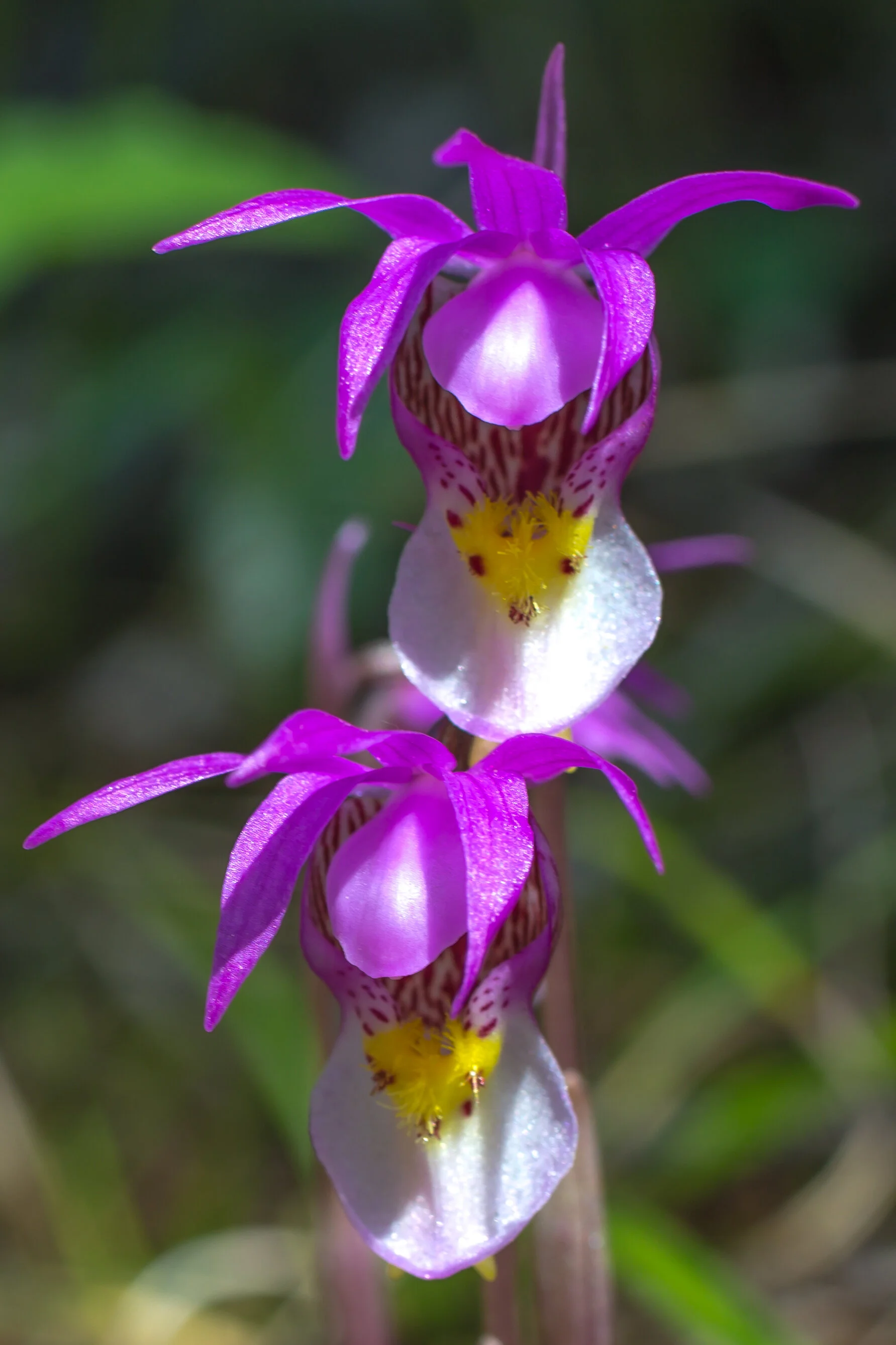 The Deceptive Ways of the Calypso Orchid — In Defense of Plants
