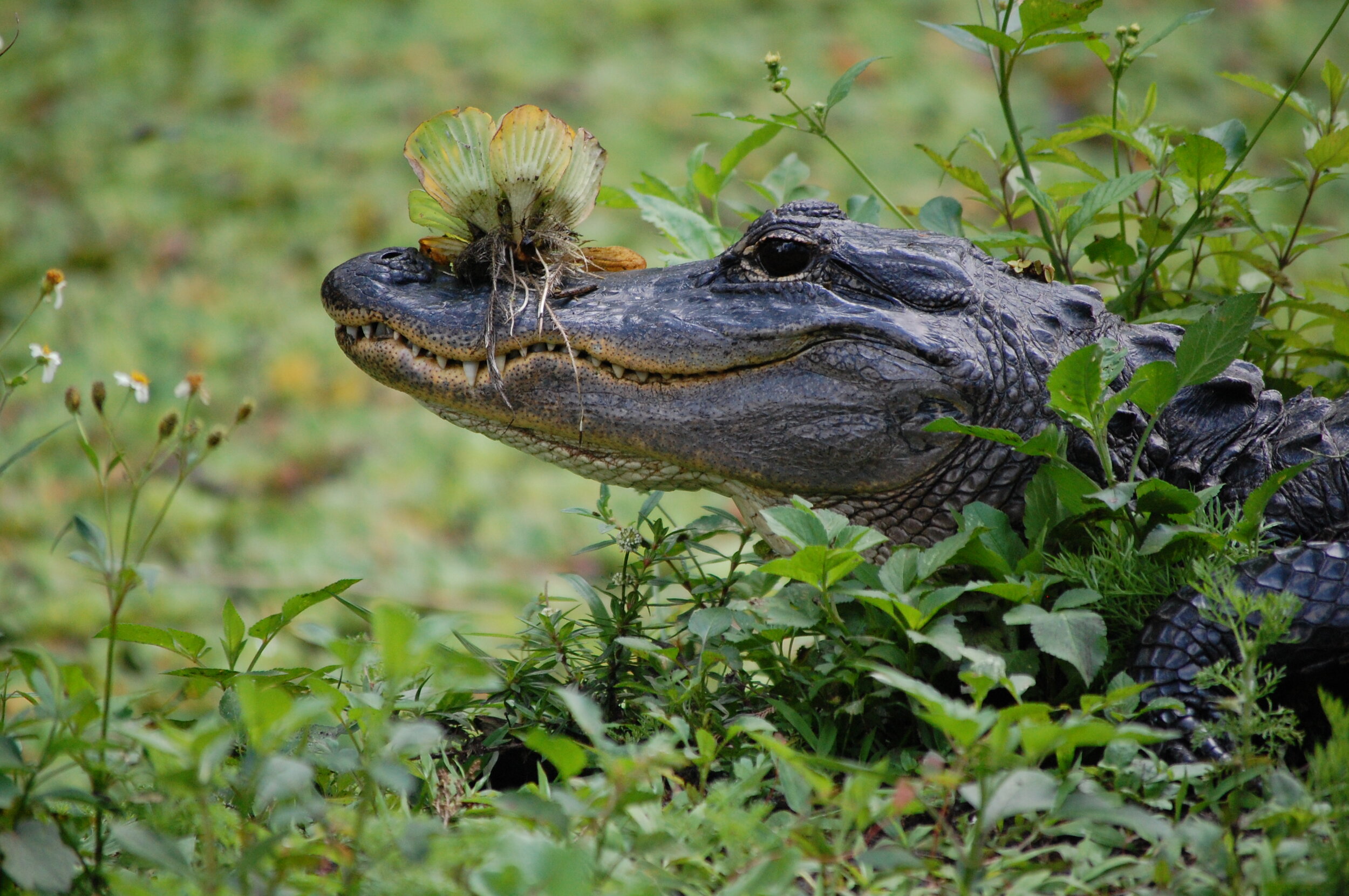 Alligators Increase Plant Diversity — In Defense of Plants