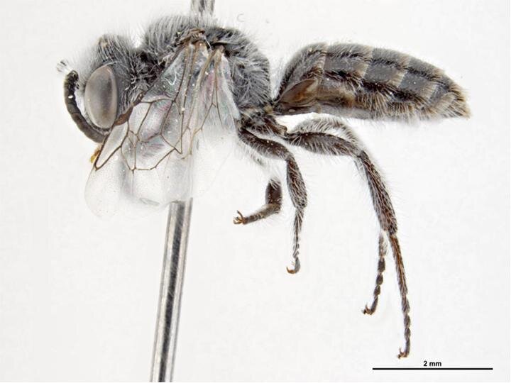 Leioproctus conospermi