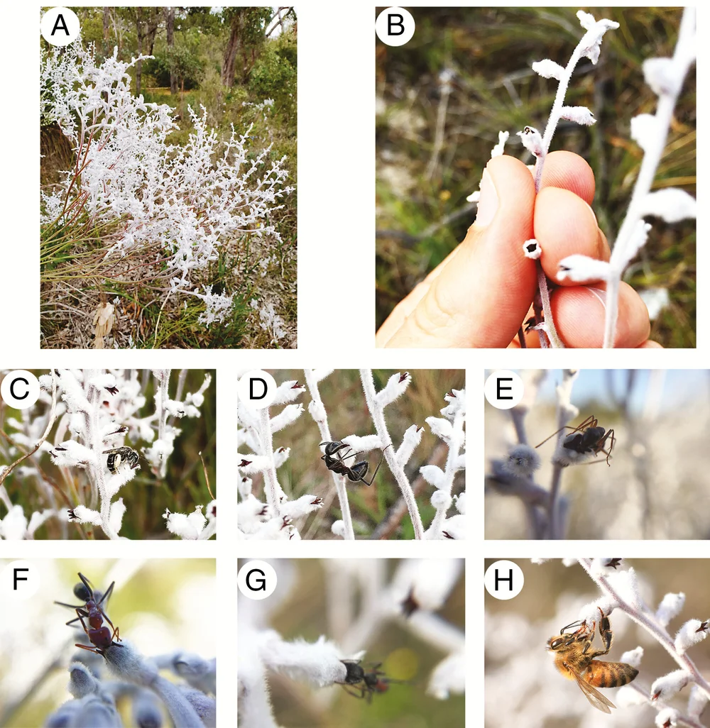 (A) White flowers of  Conospermum undulatum . (B) Floral details. (C–H) Insects visiting flowers of  C. undulatum : (C)  Leioproctus conospermi ; (D)  Camponotus molossus ; (E)  Camponotus terebrans ; (F)  Iridomyrmex purpureus ; (G)  Myrmecia infima ; (H)  Apis mellifera . [ SOURCE ]
