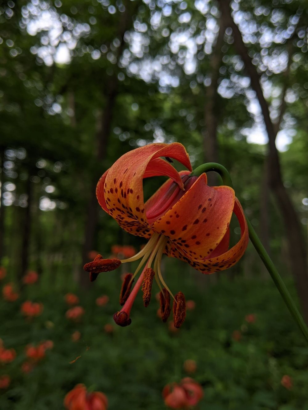 The nodding flowers of the Michigan lily ( Lilium michiganense )