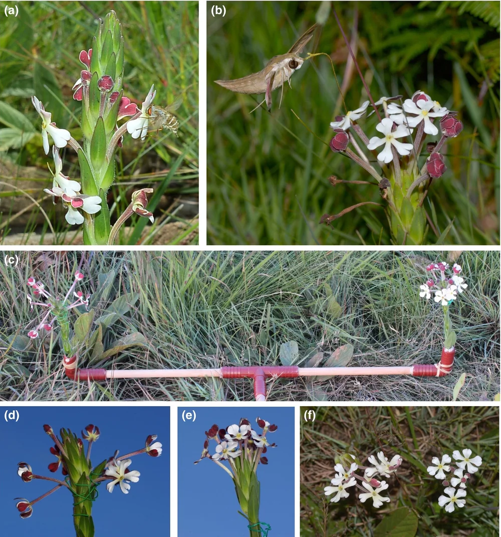 Investigating pollinator visitation among different species of  Zaluzianskya.   [SOURCE]