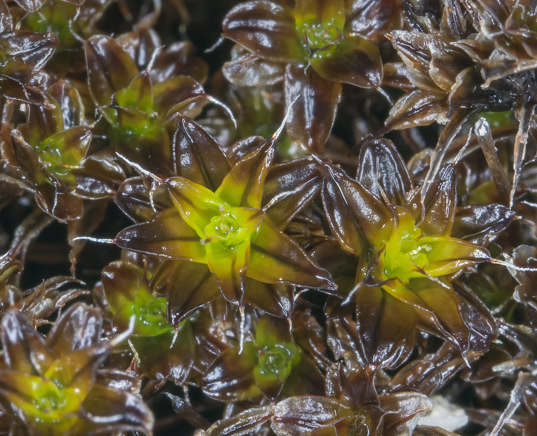 Desert Mosses That Live Under Rocks — In Defense of Plants