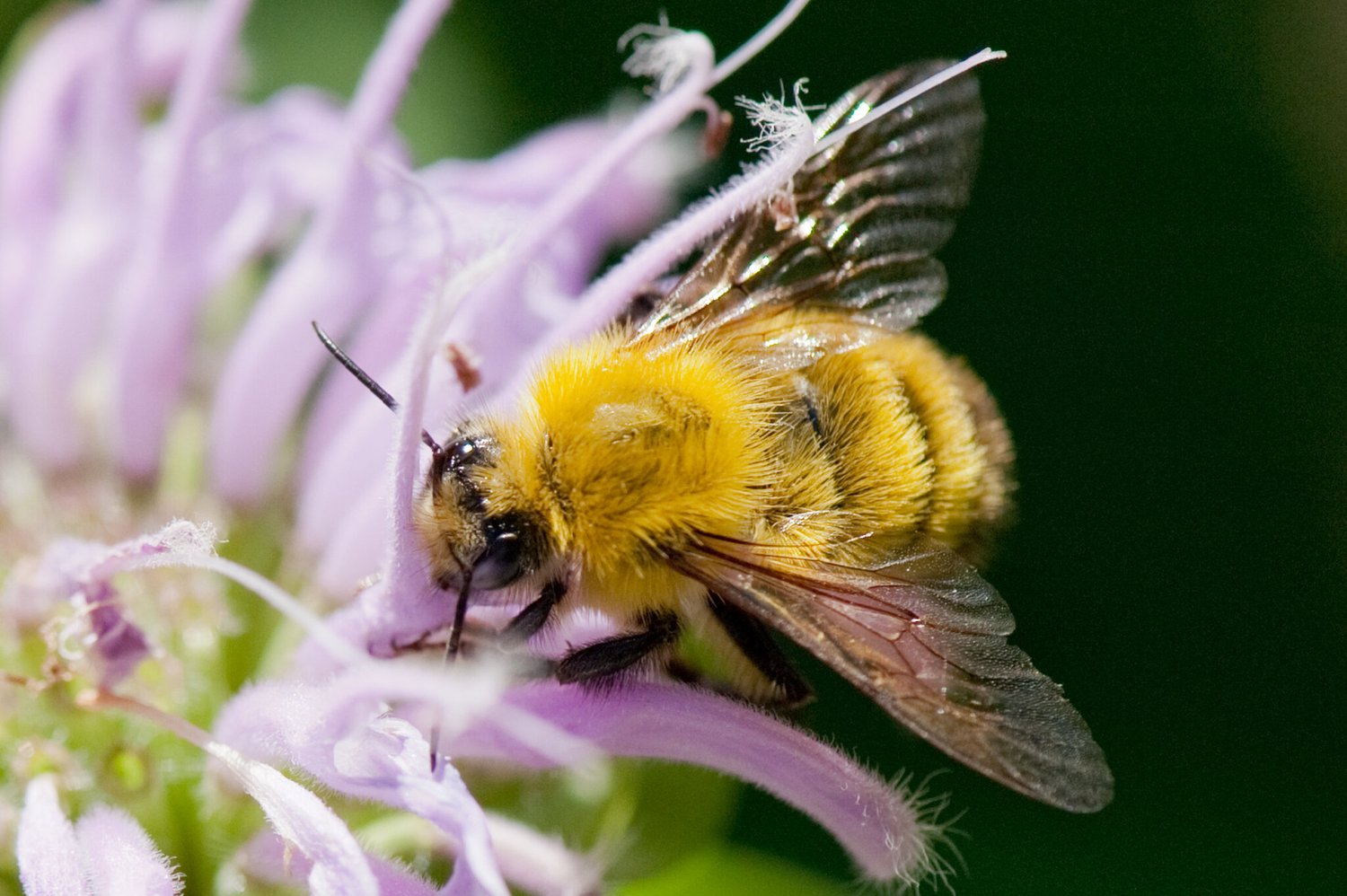 In Defense of Plants Podcast