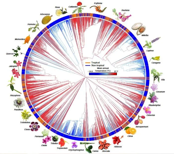 In Defense of Plants Podcast