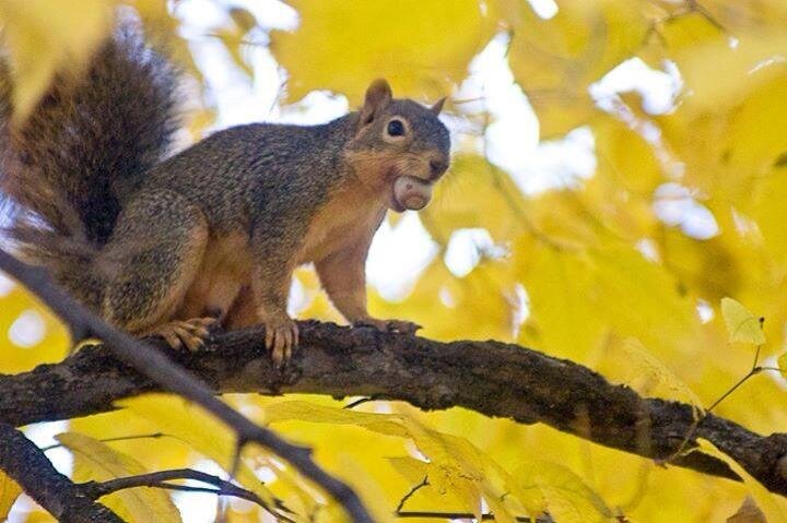 serious squirrel