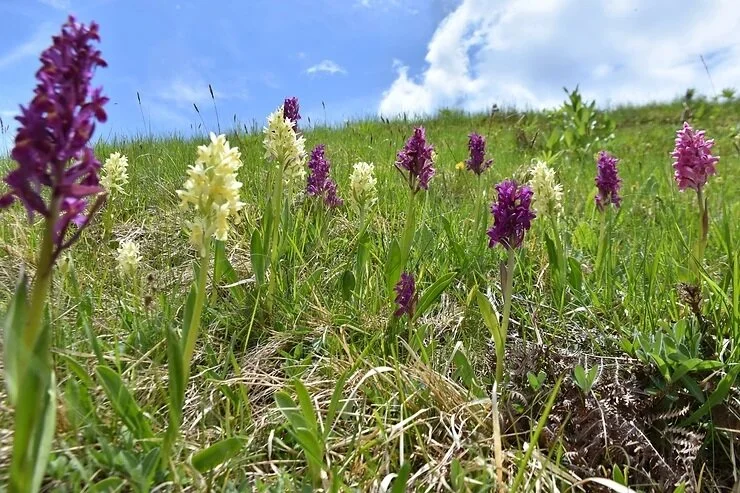 In Defense of Plants Podcast