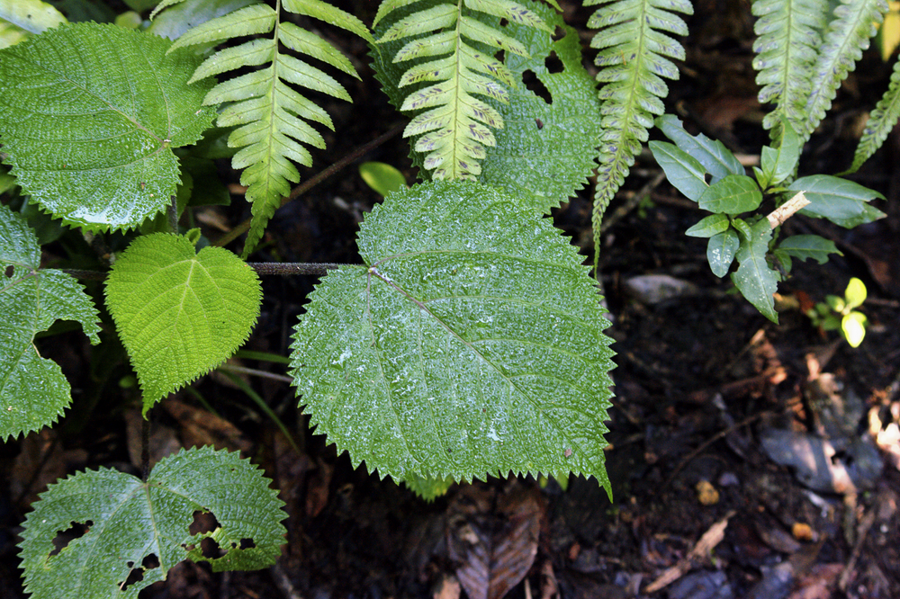 Stinging_Tree.png