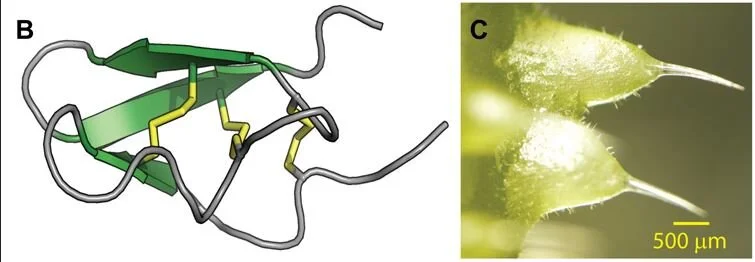 The structure model of stinging tree venom (left) and the stinging trichomes of  D. excelsa  (right).