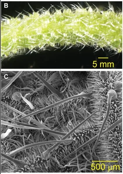 The petioles of  D. excelsa  are covered in stinging hairs (top). Scanning electron micrograph of trichome structure on the leaf of  D. moroides  (bottom).