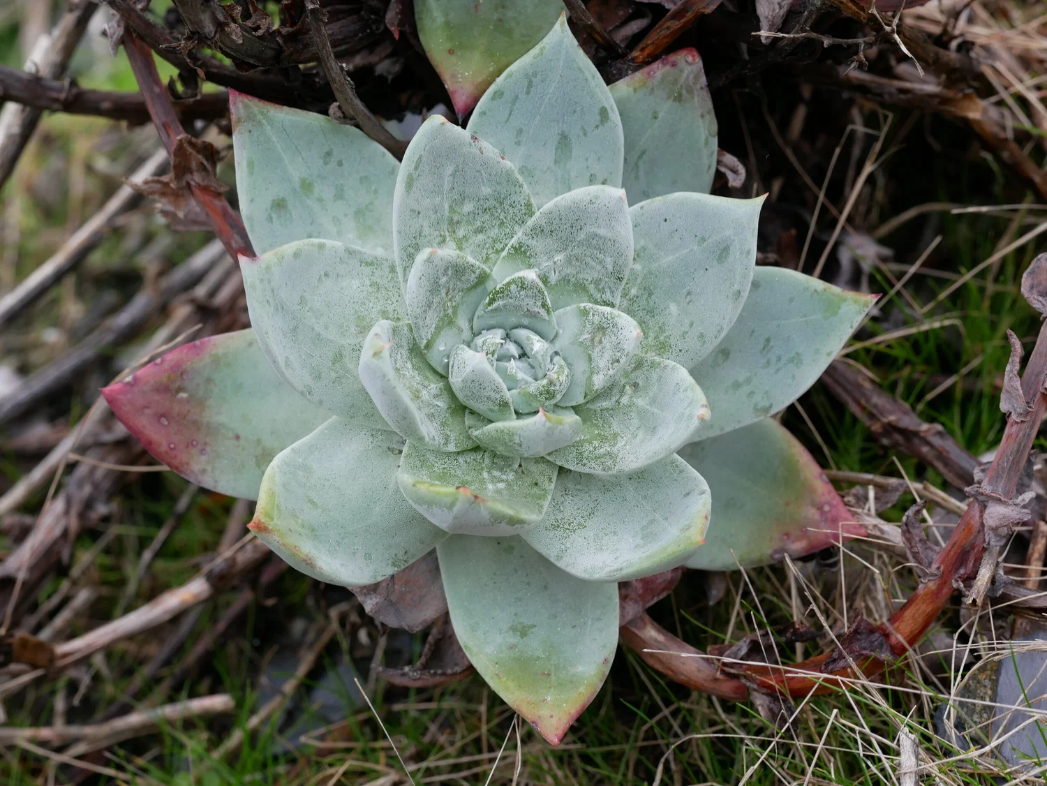 In Defense of Plants Podcast