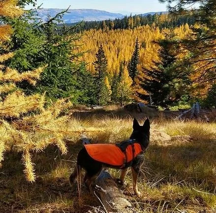 In Defense of Plants Podcast