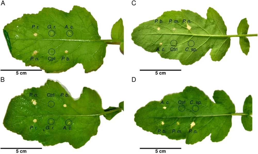 “Leaves from  B. nigra  treated with egg wash of different butterfly species and controls inducing or not a HR-like necrosis.  Pieris brassicae  ( P. b. ),  P. mannii , ( P. m. ),  P. napi  ( P. n. ), and  P. rapae  ( P. r. ) and  Anthocharis cardamines  ( A. c. ) induce a strong HR-like necrosis. Egg wash of  G. rhamni  ( G. r. ) and  Colias  sp. ( C.  sp.) induces a very faint response resembling a chlorosis and does not fit into the established scoring system (faintness indicates 1, but showing up on both sides of the leaf indicates 2).”   [SOURCE]