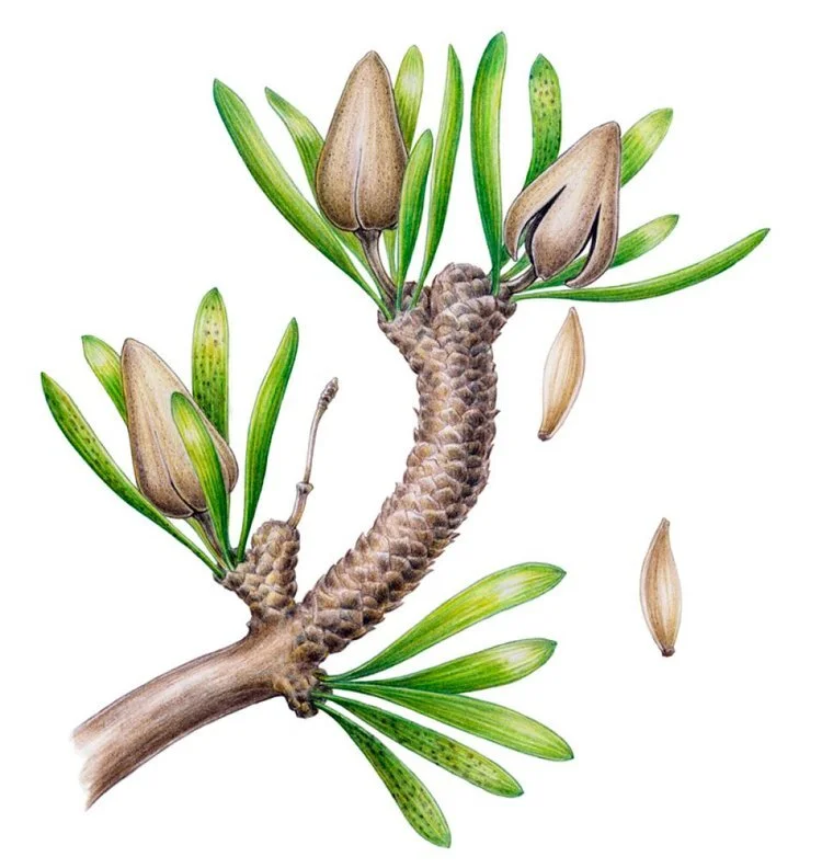 In Defense of Plants Podcast