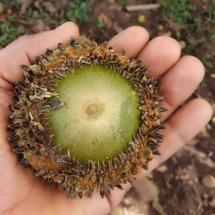 In Defense of Plants Podcast