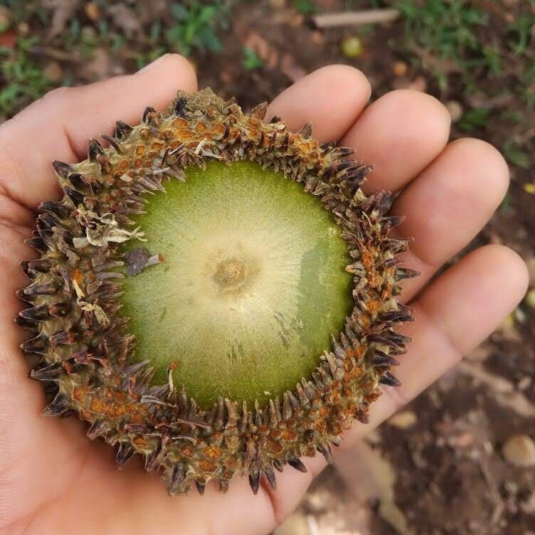 Ep. 302 - Community-Based Oak Conservation