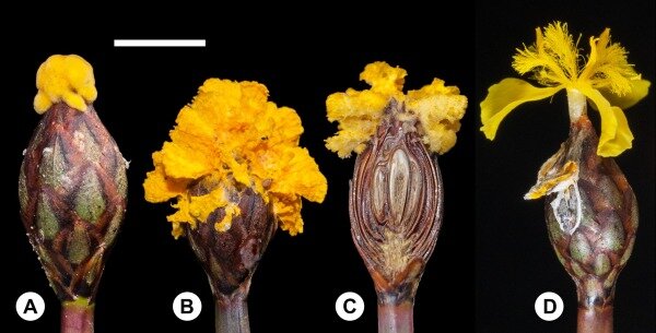(A) Young yellow-orange pseudoflower. (B) Mature pseudoflower. (C) Longitudinal section of an infected  X. surinamensis  inflorescence. (D) Healthy yellow flower of  X. surinamensis  shown for comparison.  [SOURCE]
