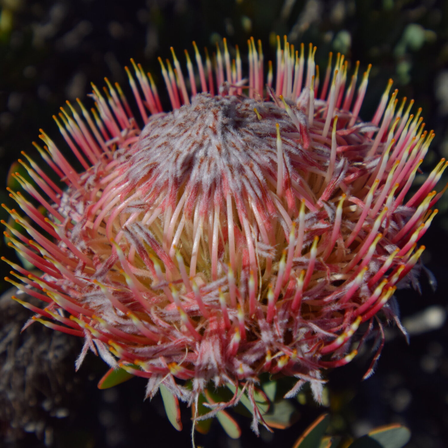 Ep. 304 - Proteas: Protecting These Botanical Shape-Shifters