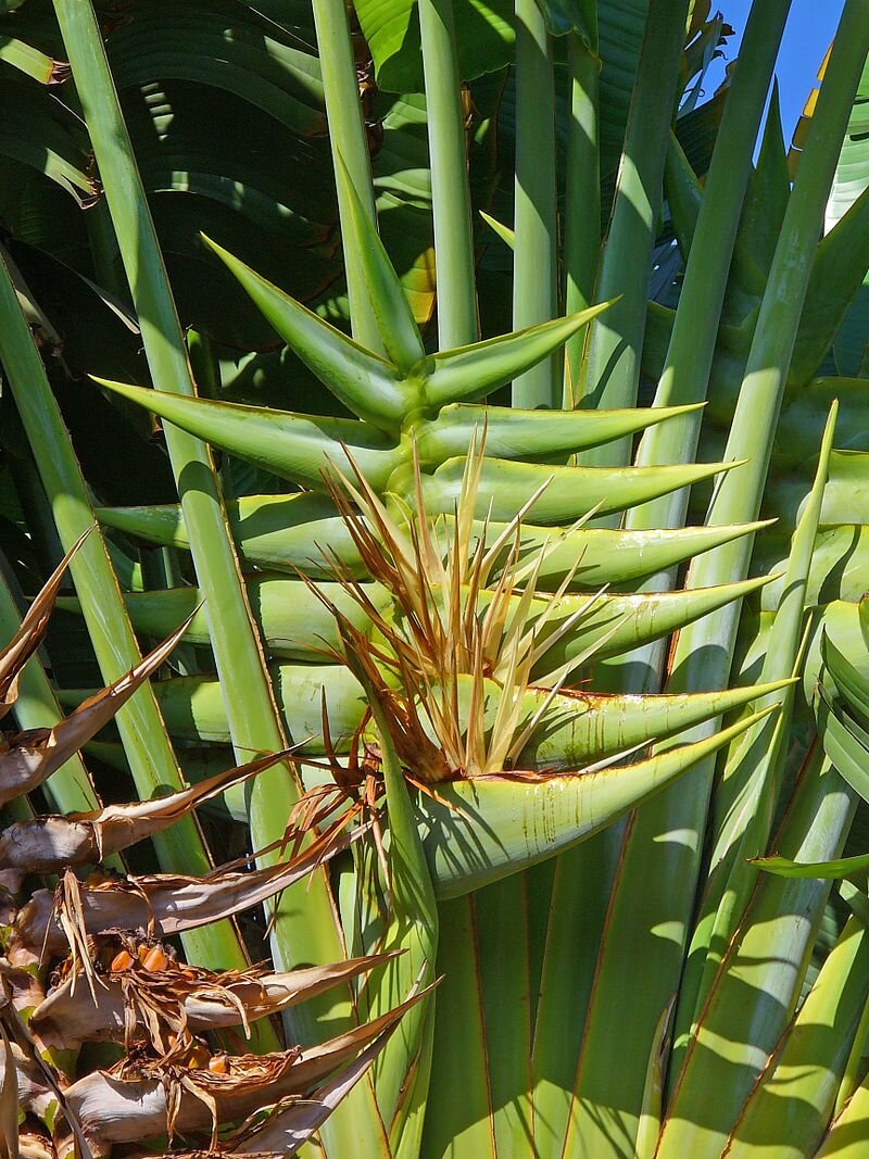 do traveller palms have invasive roots