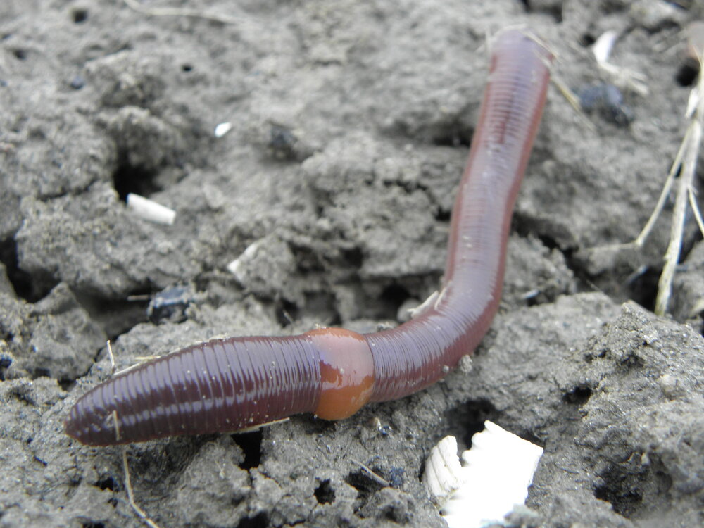 Invasion of the Earthworms — In Defense of Plants