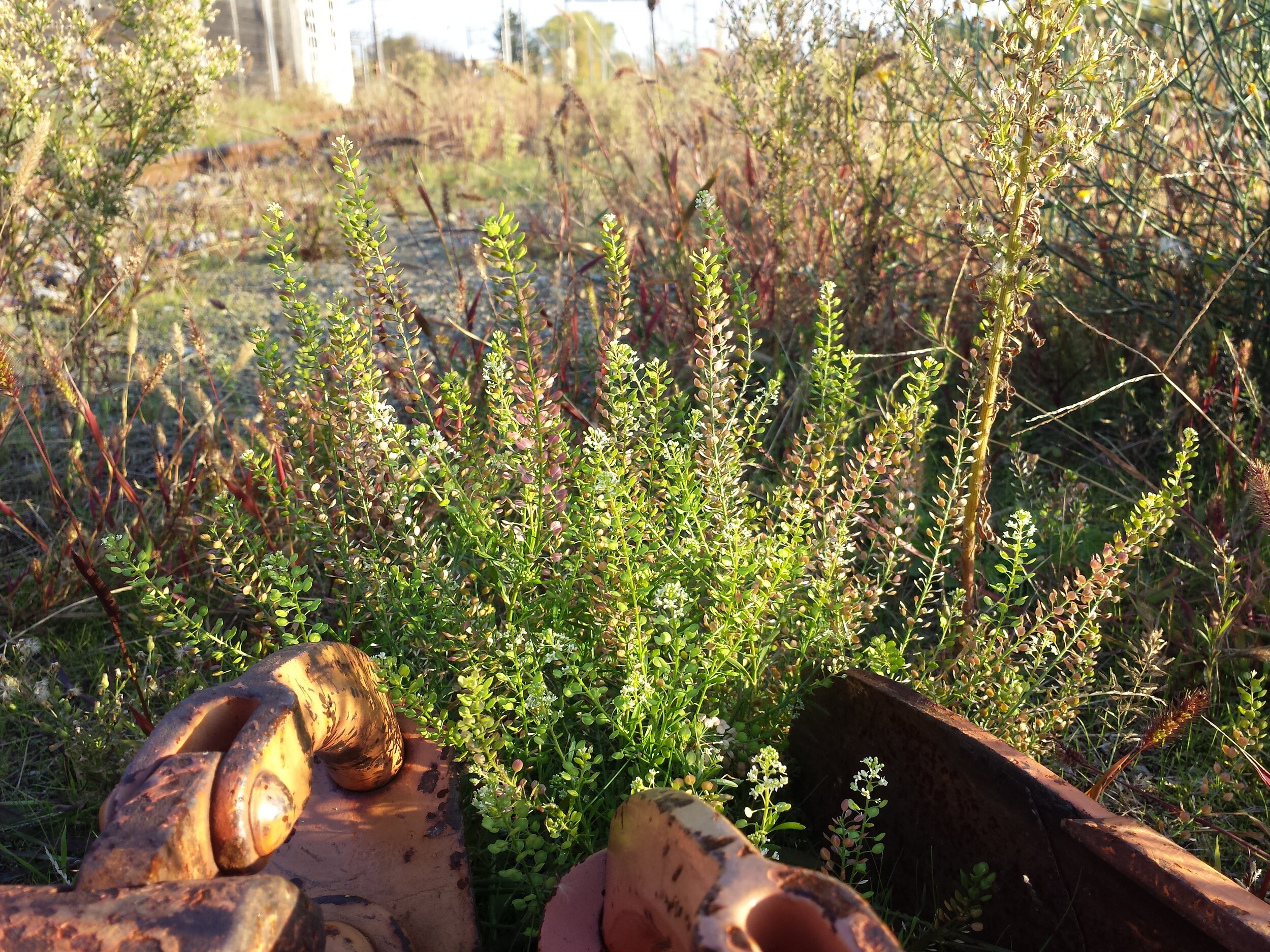 Evolving For City Life — In Defense of Plants