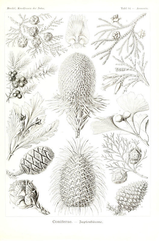 Ep. 303 - Lessons in Biogeography from Conifers