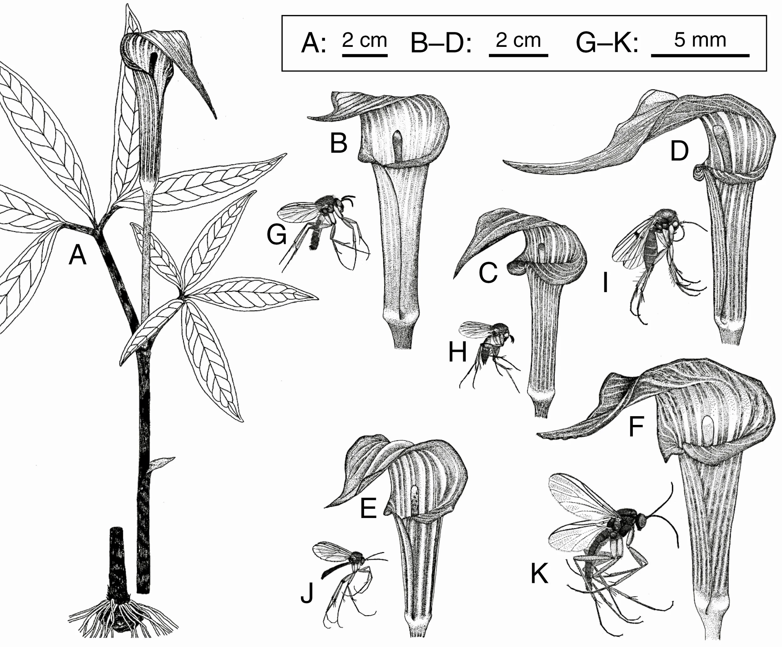 How Fungus Gnats Maintain Jackinthepulpits LaptrinhX / News