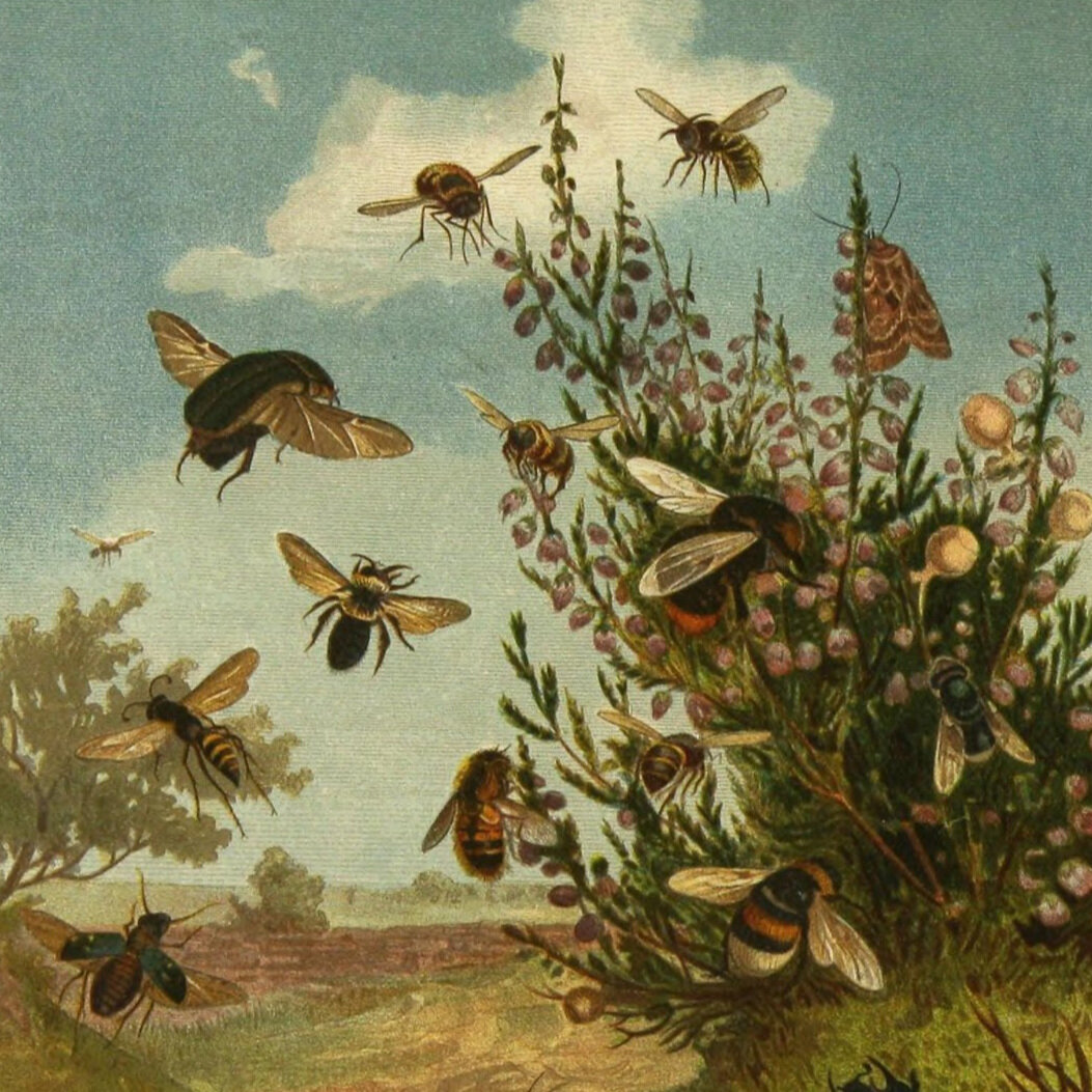 Ep 309 - Plants, Pollinators, Nature, and Society