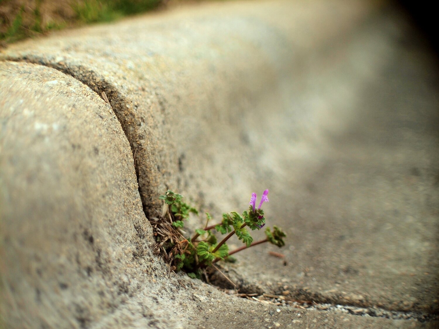 Ep. 310 - Plants & Cities