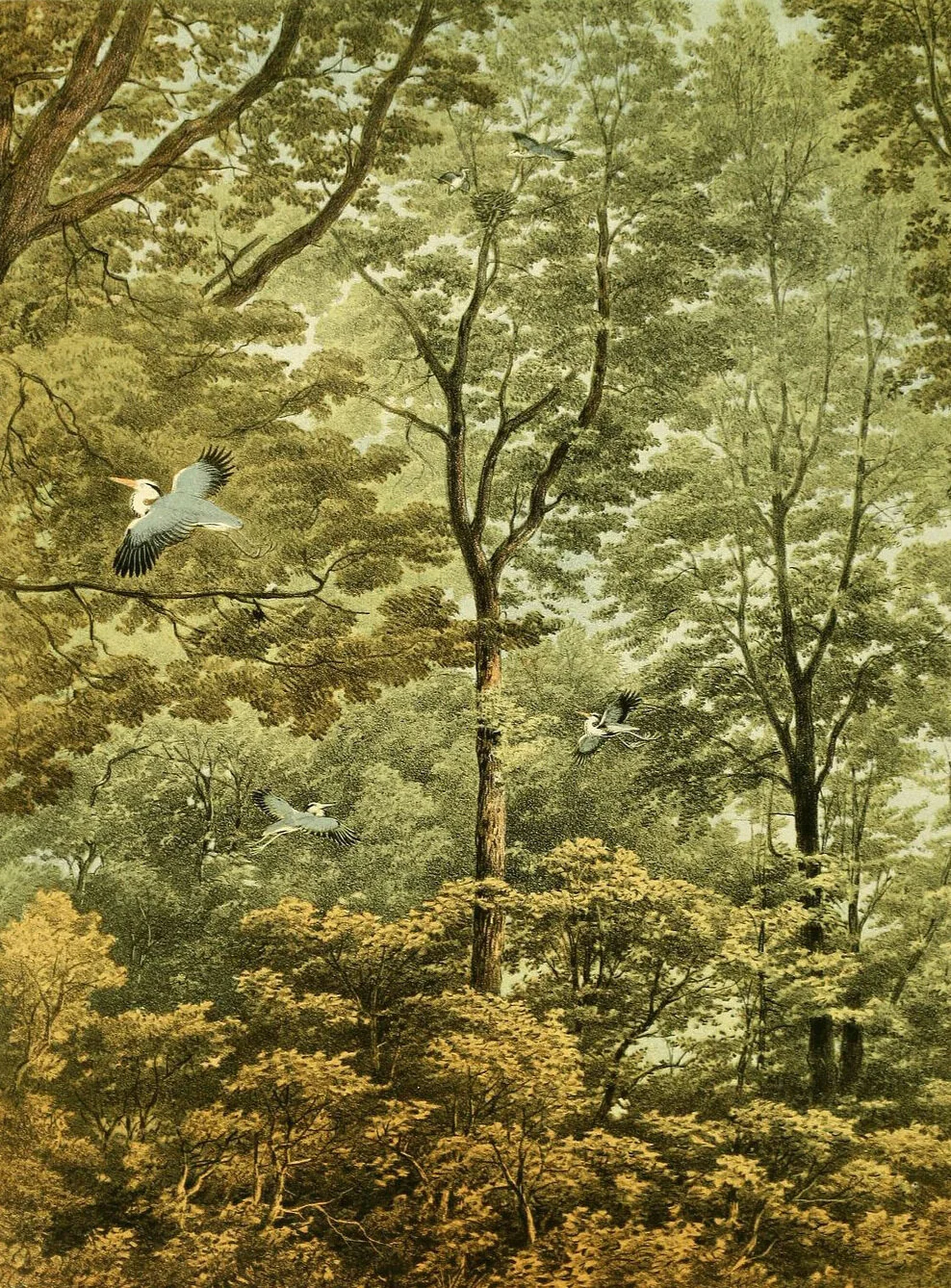 In Defense of Plants Podcast