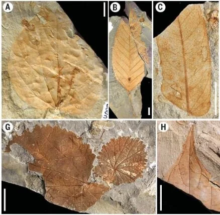 In Defense of Plants Podcast