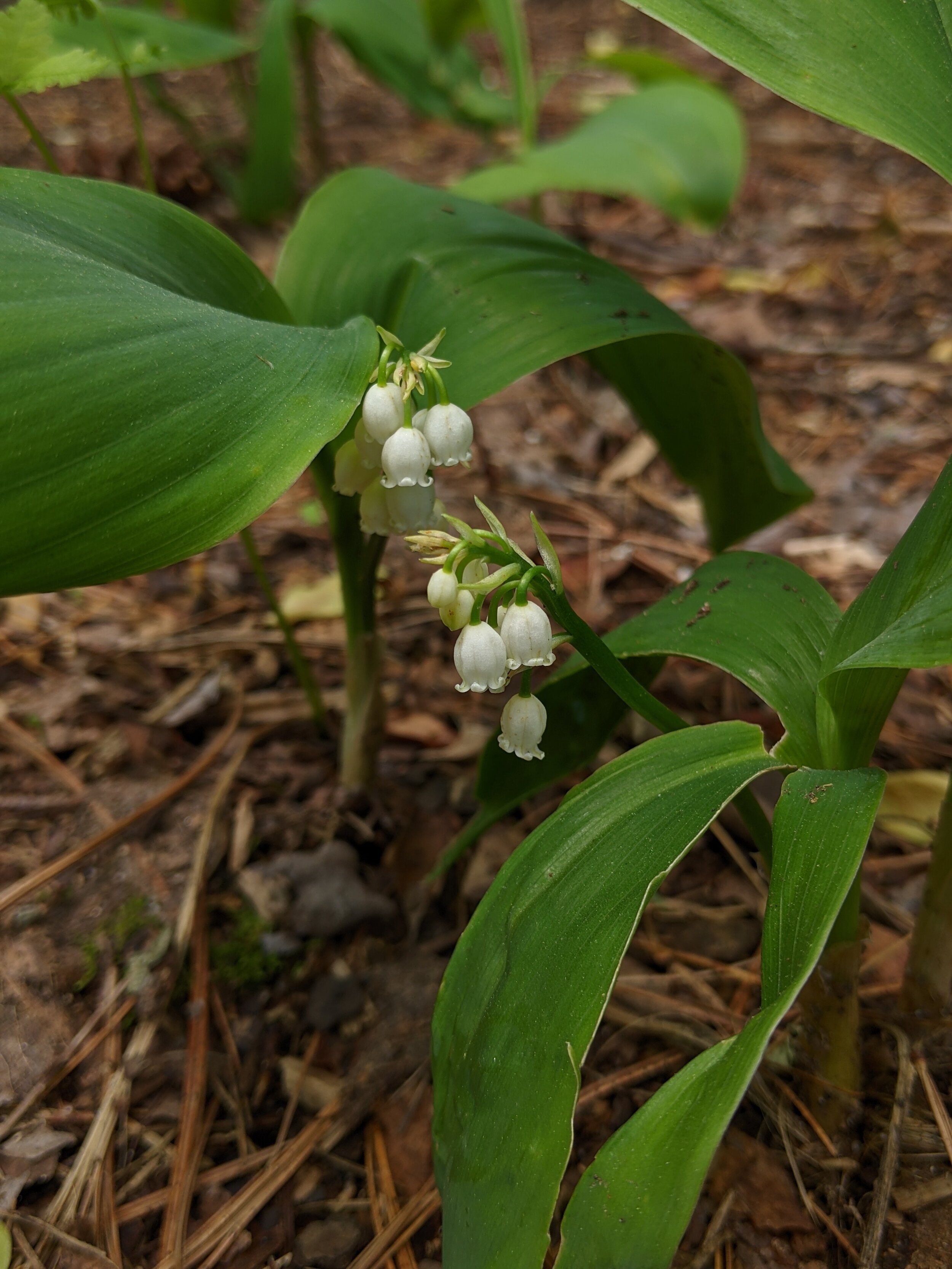 A North American Lily of the Valley — In Defense of Plants