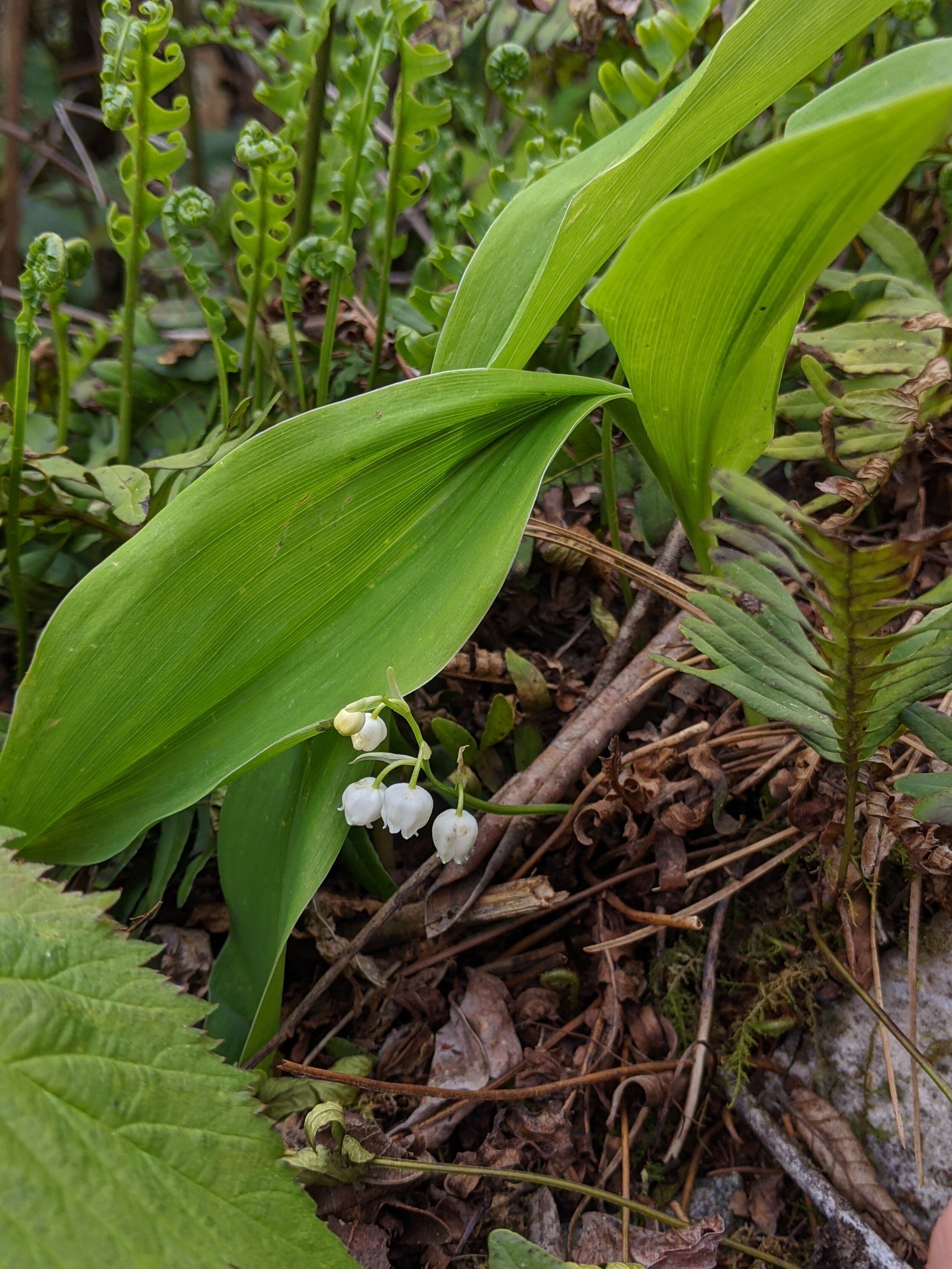 A North American Lily-of-the-Valley? — In Defense of Plants