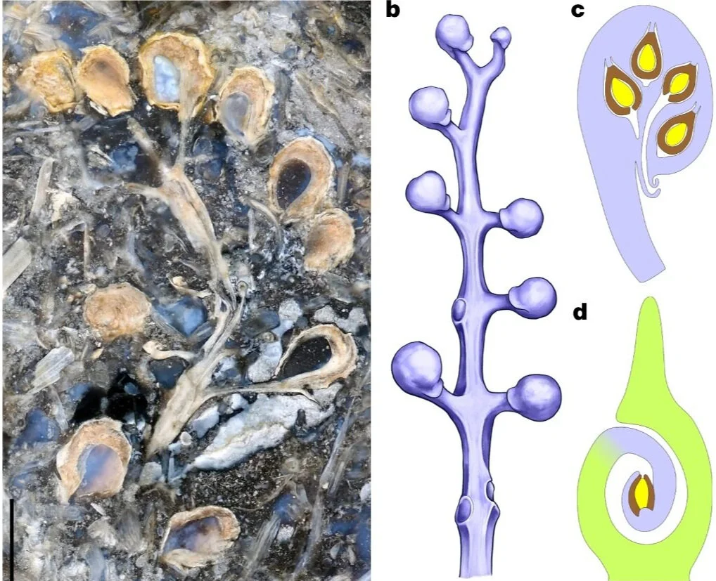 In Defense of Plants Podcast