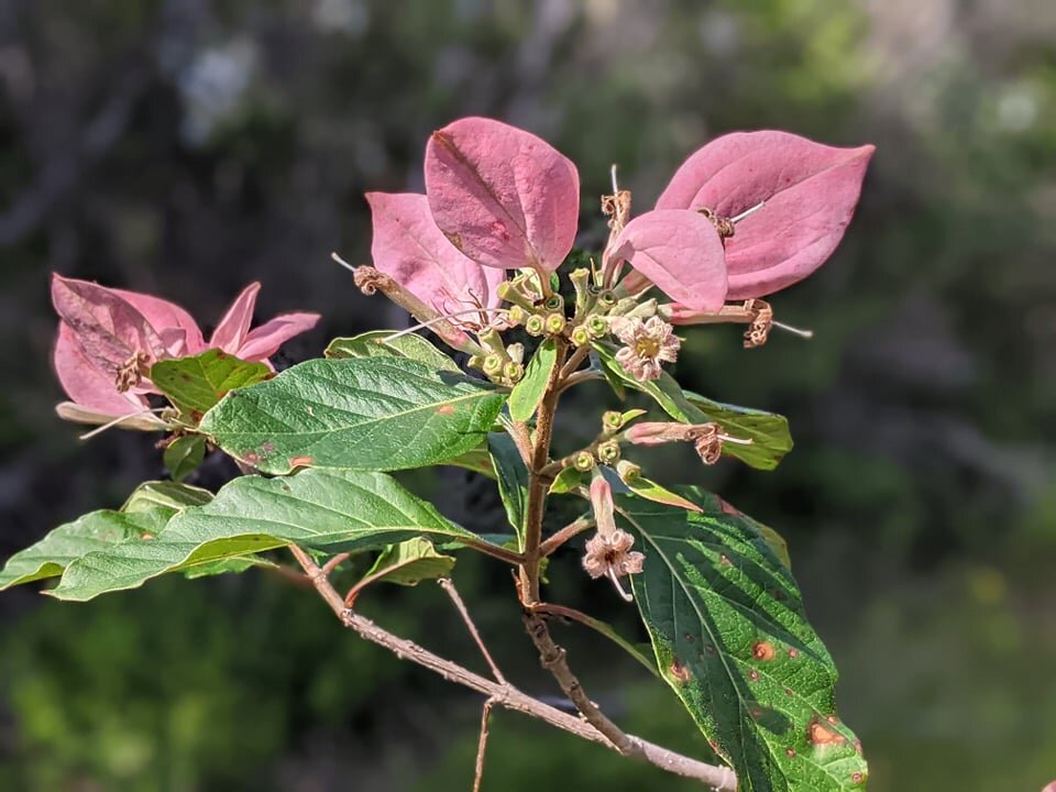 Survival of the Heat-Tolerant: How Plants Cope with Hot, Dry Conditions -  Fort Worth Botanic Garden