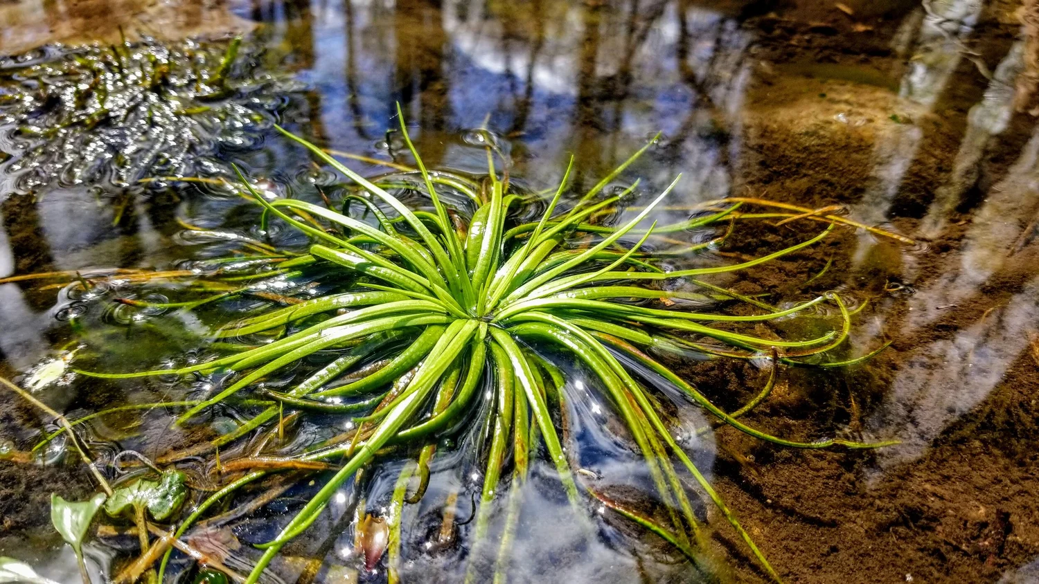 In Defense of Plants Podcast