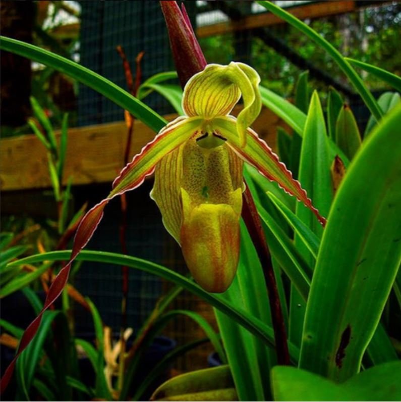 Ep. 454 - An Orchid that Smells Like Aphids Revisited