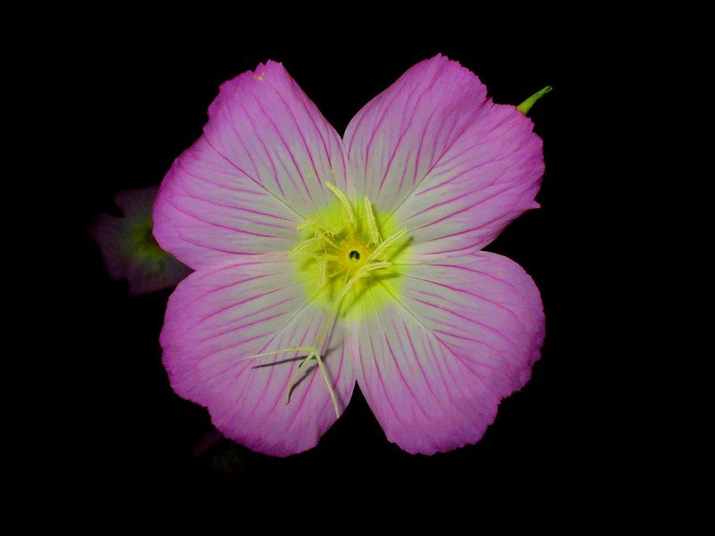 In Defense of Plants Podcast